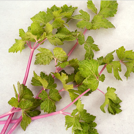 Gardyn: New In - Pink Celery